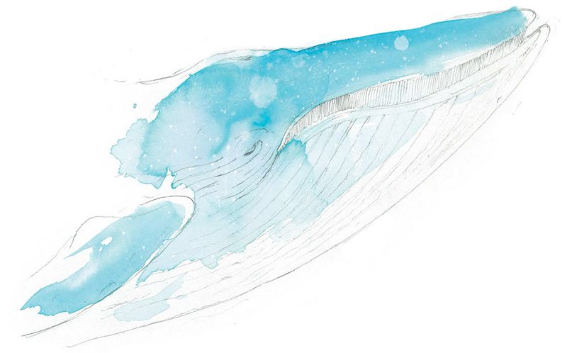Blue Whale artwork copyright